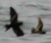 Black and Least Storm-Petrel